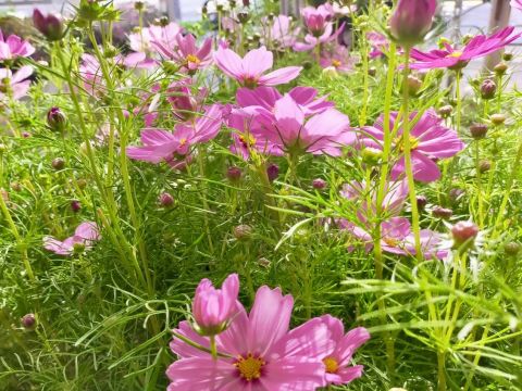 ビックフラワー環八荻窪店