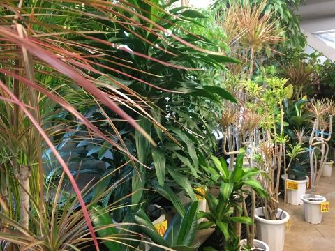 ビックフラワー環八荻窪店